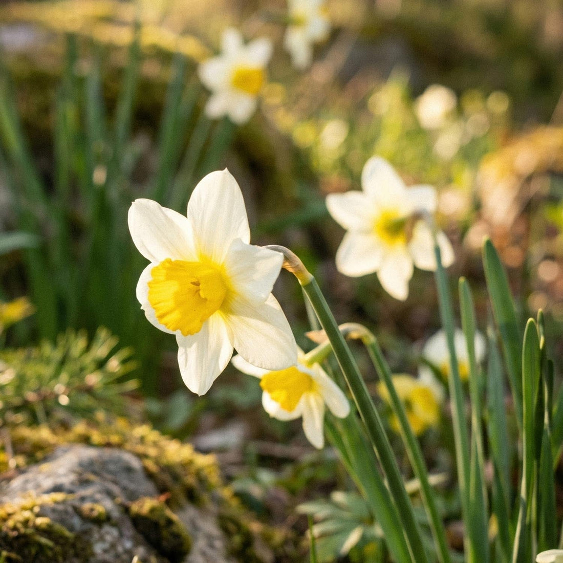 Påsklilja, Narcissus 'Topolino'