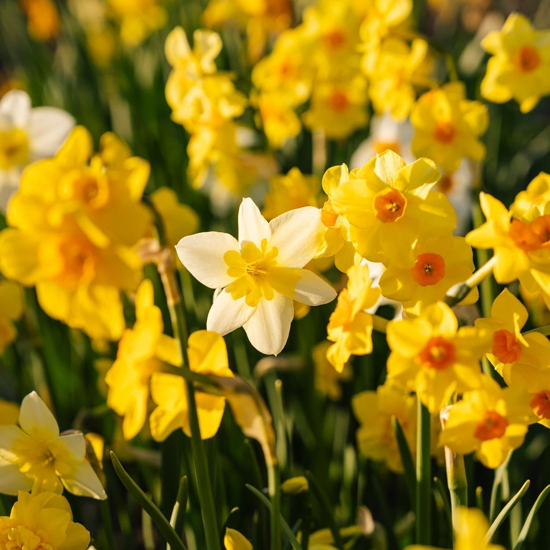 Påskliljeblandning 'Multiflora Mix'
