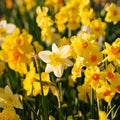 Påskliljeblandning 'Multiflora Mix'