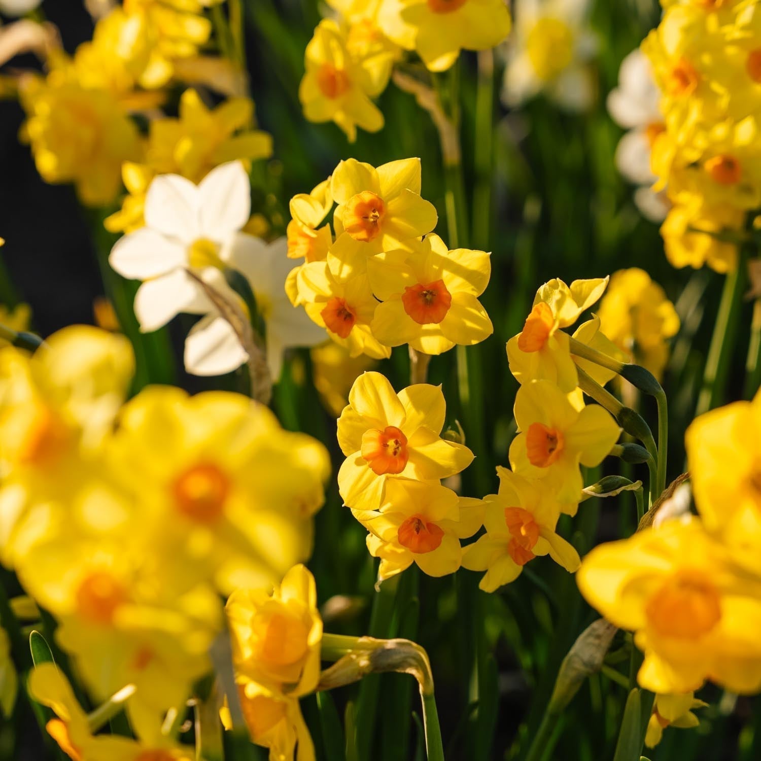 Påskliljeblandning 'Multiflora Mix'
