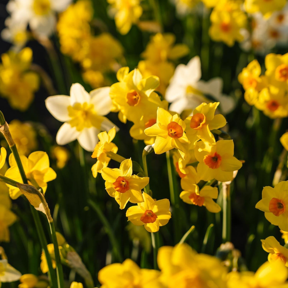 Påskliljeblandning 'Multiflora Mix'