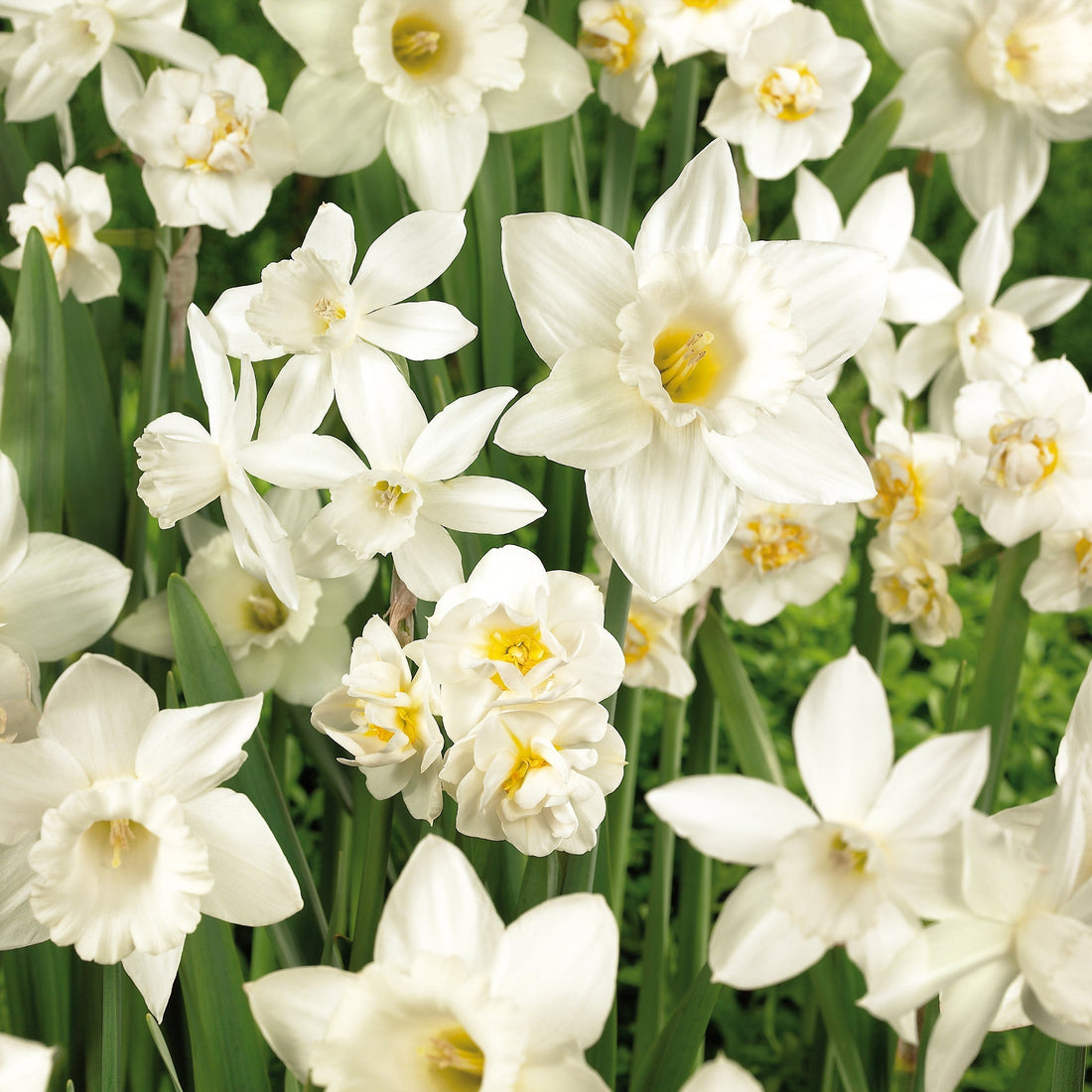 Påskliljeblandning 'White Mixed'