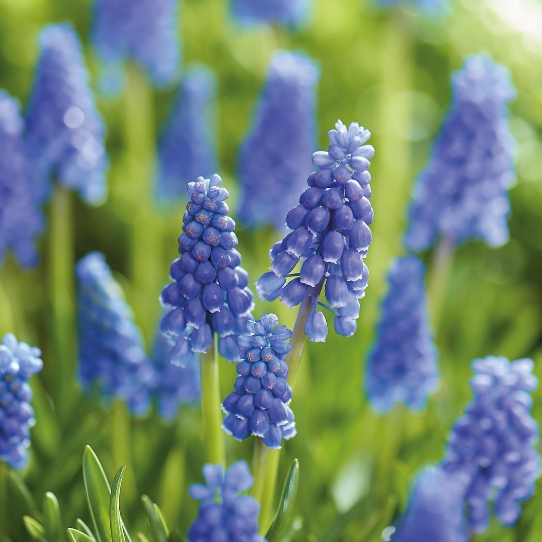 Pärlhyacint, Muscari 'Armeniacum'