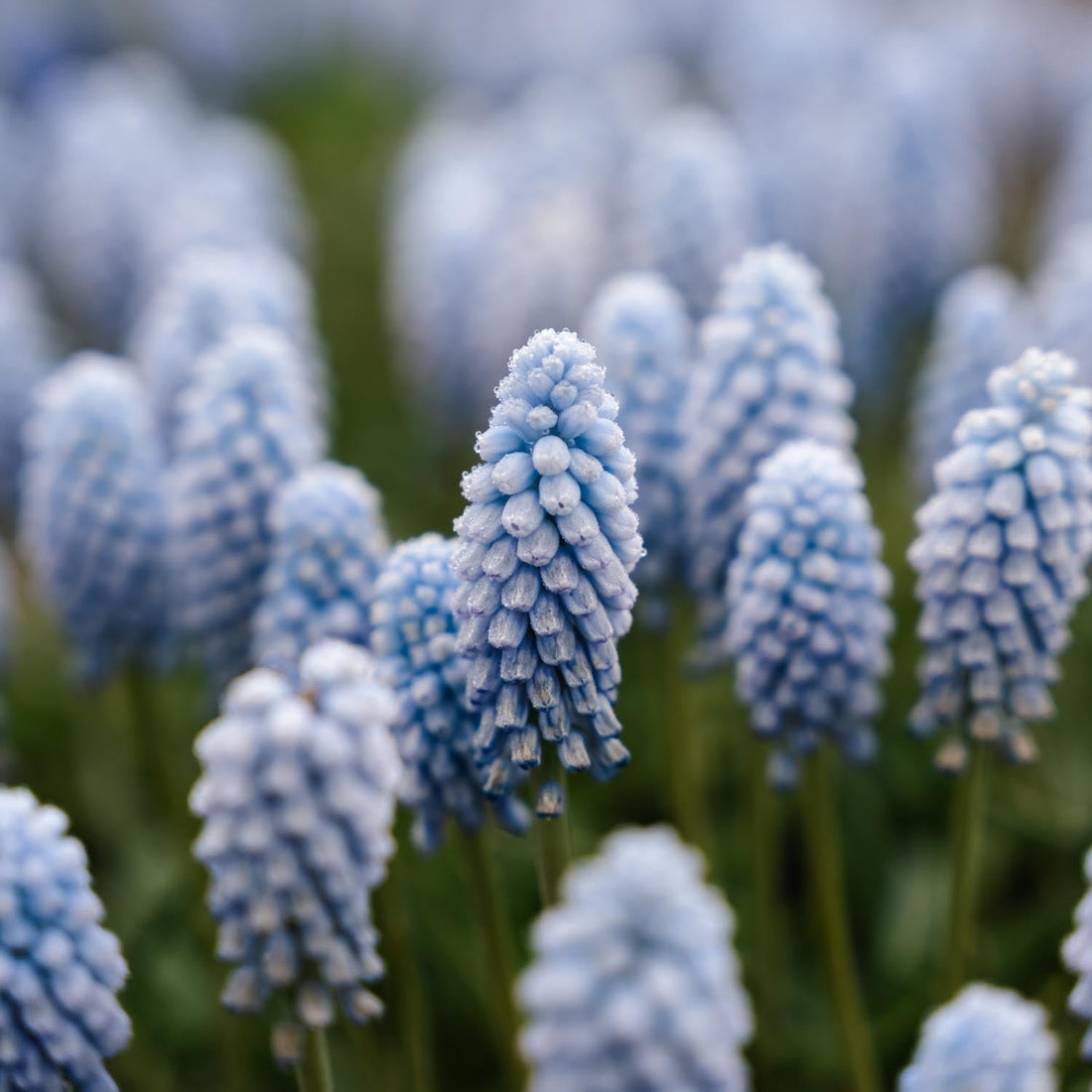 Pärlhyacint, Muscari 'Baby's Breath'