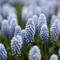 Pärlhyacint, Muscari 'Baby's Breath'