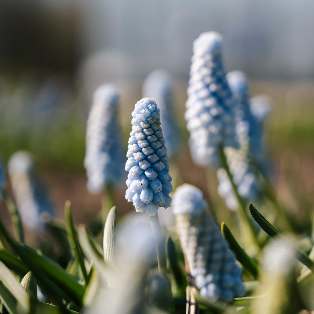 Pärlhyacint, Muscari 'Baby's Breath'