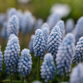 Pärlhyacint, Muscari 'Baby's Breath'