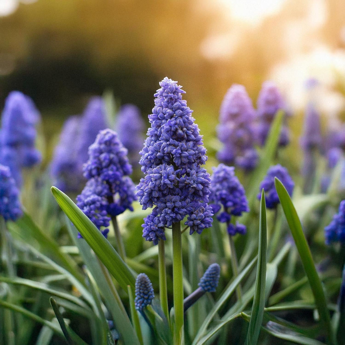Pärlhyacint, Muscari 'Fantasy Creation'