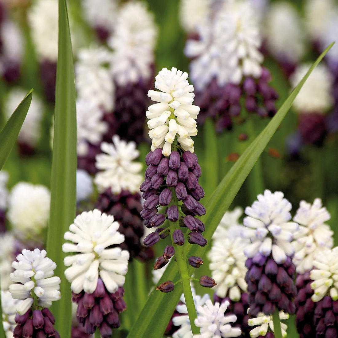 Pärlhyacint, Muscari 'Grape Ice'