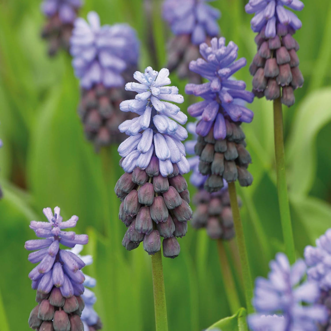 Pärlhyacint, Muscari 'Latifolium'