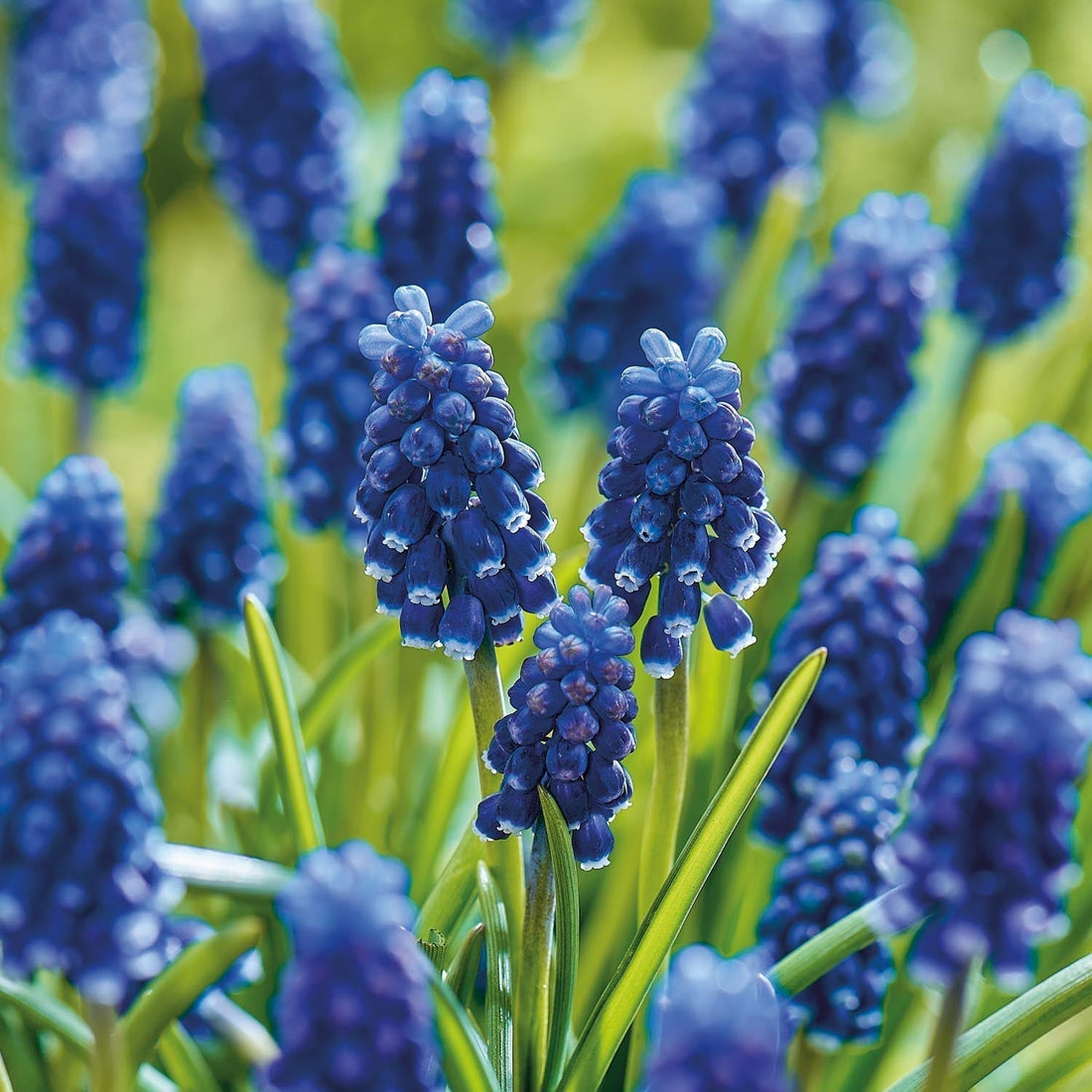 Pärlhyacint, Muscari 'Night Eyes'
