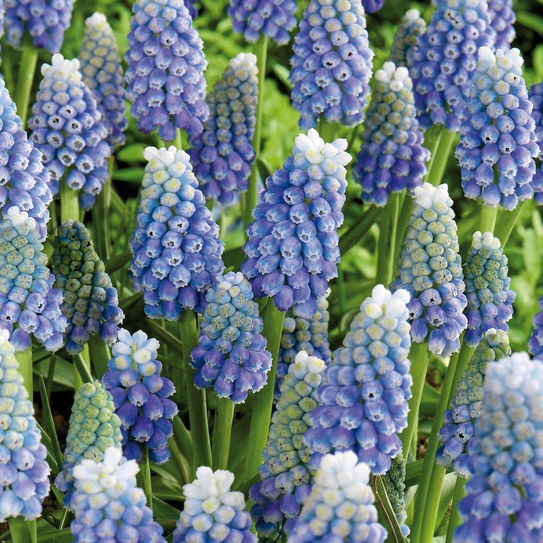 Pärlhyacint, Muscari 'Ocean Magic'