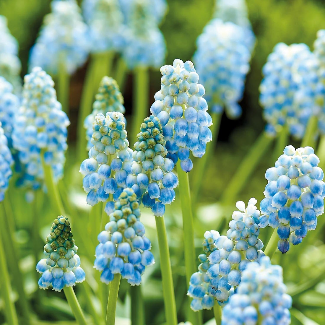 Pärlhyacint, Muscari 'Peppermint'