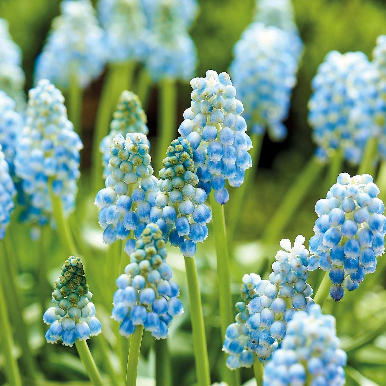 Pärlhyacint, Muscari 'Peppermint'