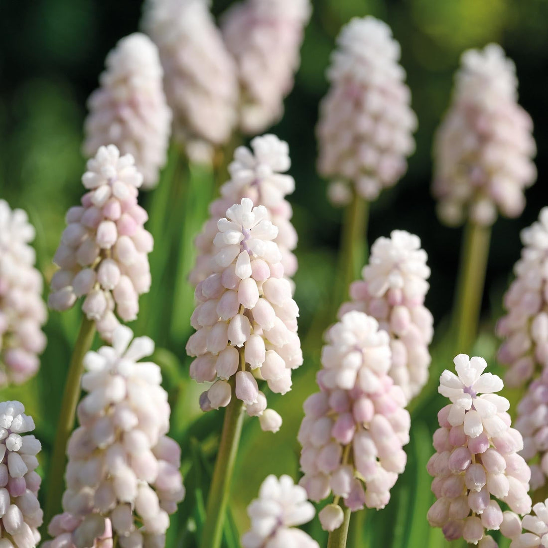 Pärlhyacint, Muscari 'Pink Sunrise'
