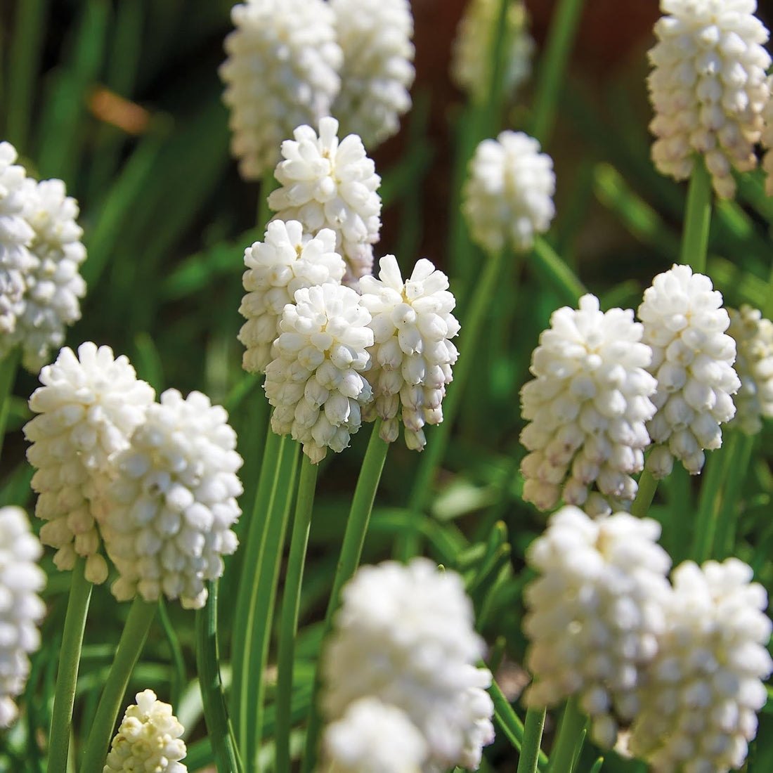 Pärlhyacint, Muscari 'White Magic'