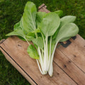 Pak Choi frö 'Taisai' - 50 Ekologiska Frön