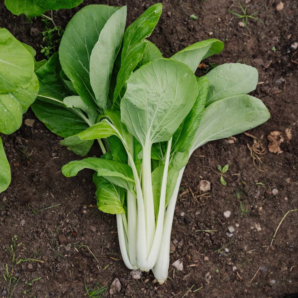 Pak Choi frö 'Taisai' - 50 Ekologiska Frön
