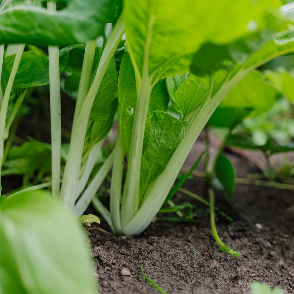 Pak Choi frö 'Taisai' - 50 Ekologiska Frön