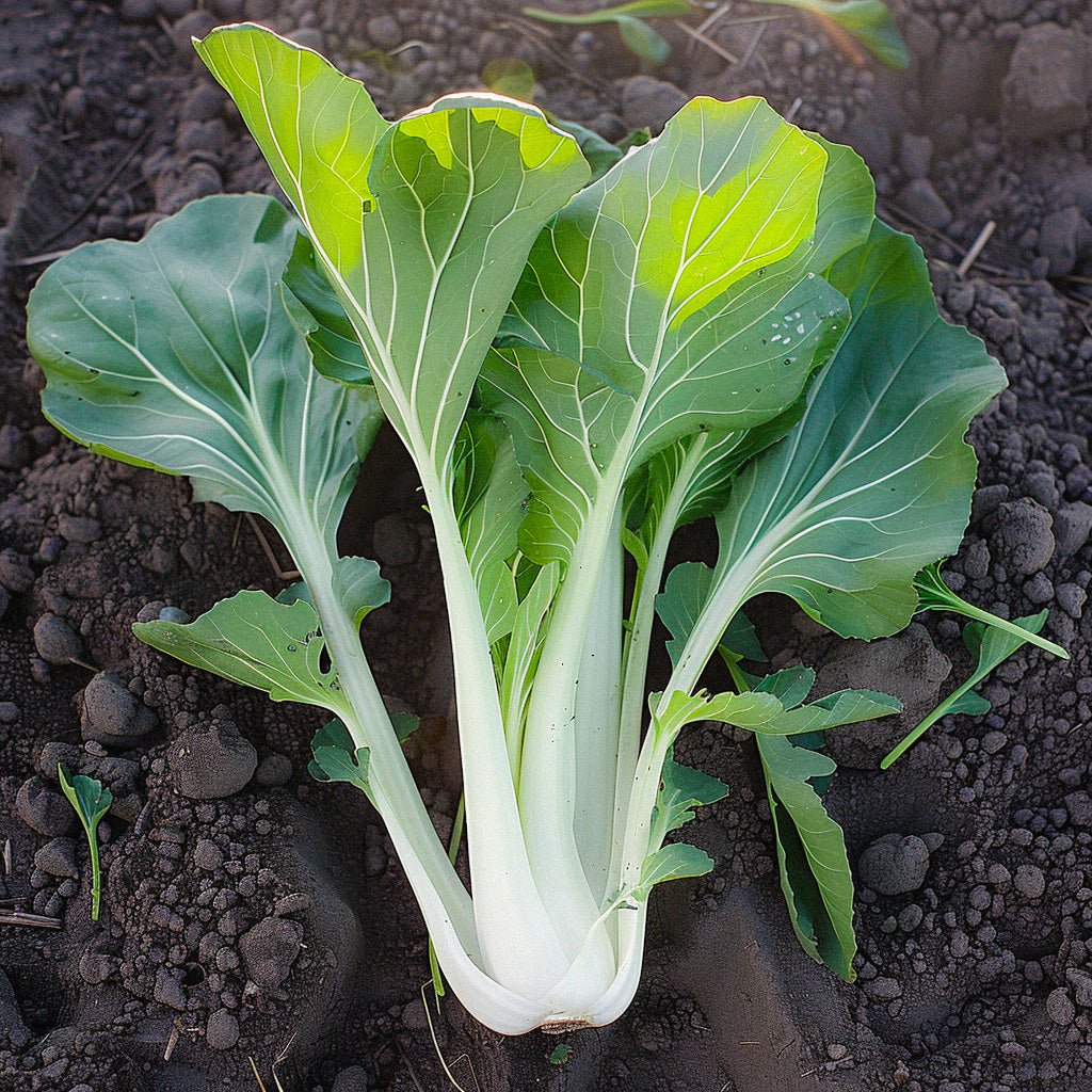 Pak Choi frø 'Taisai' - 50 Økologiske Frø