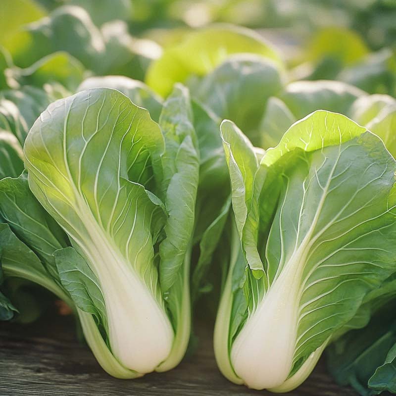 Pak Choi frø 'Yorokobi' - 50 Økologiske Frø