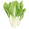 Pak choi