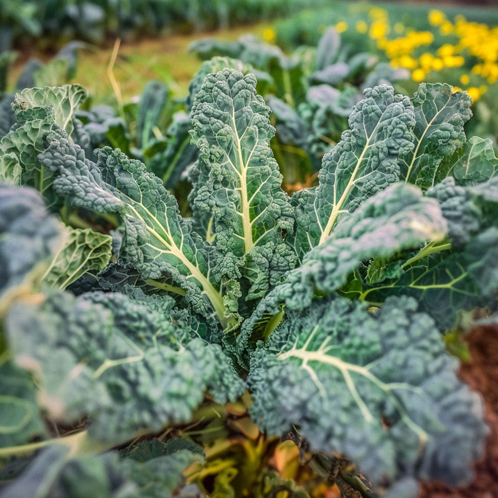 Palmekål frø 'Nero di Toscana' - 50 Økologiske Frø