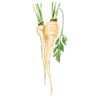 Palsternacka