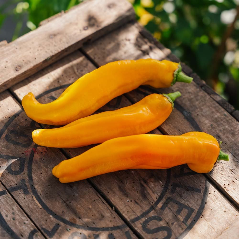 Paprika 'Zazu' - 5 Ekologiska Frön