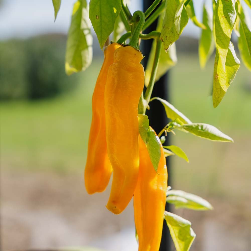 Paprika 'Zazu' - 5 Ekologiska Frön