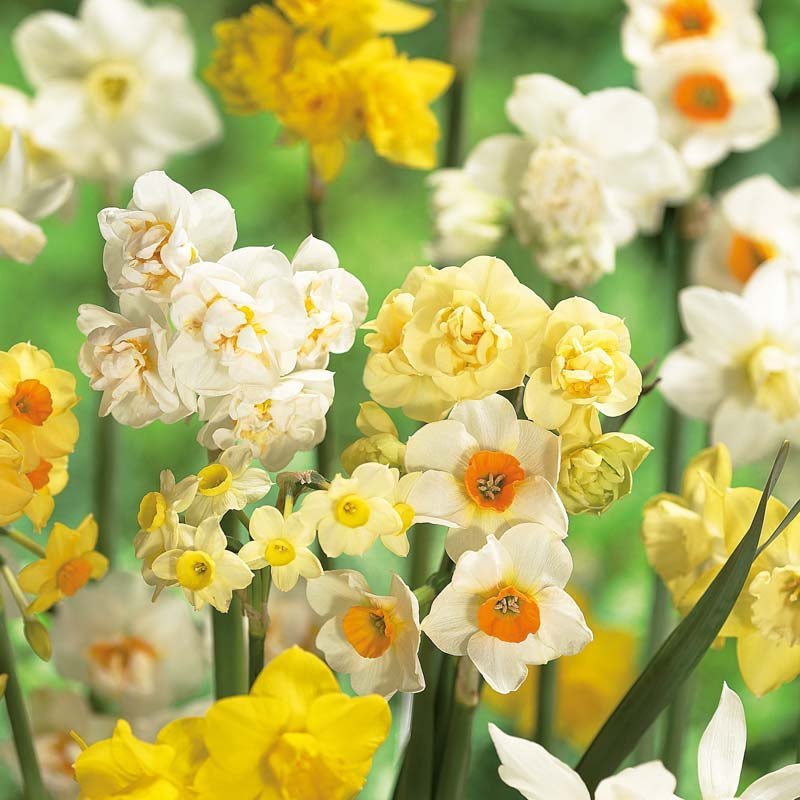 Påskliljeblandning 'Multiflora Mix'