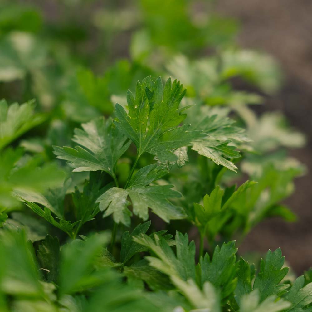 Persilja frö 'Giant of Italy' - 200 Ekologiska Frön