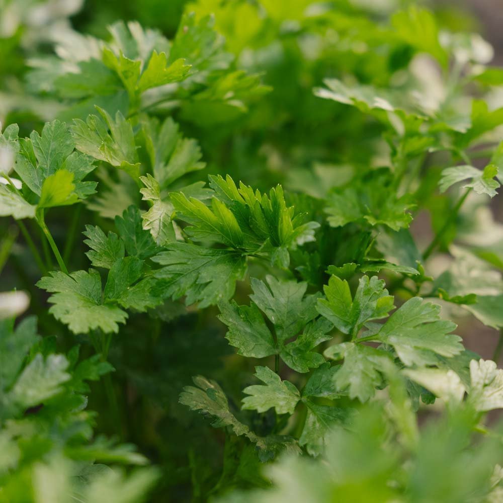 Persilja frö 'Giant of Italy' - 200 Ekologiska Frön
