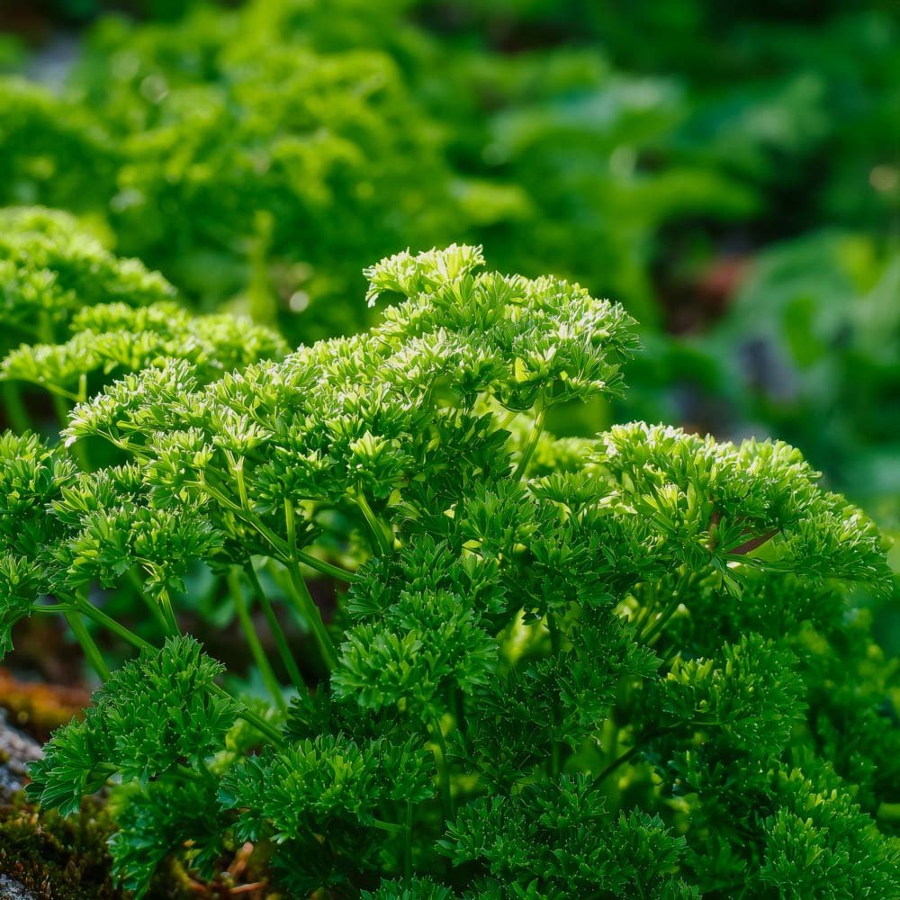 Persilja frö 'Moss Curled 2' - 200 Ekologiska Frön