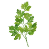 Kryddväxter