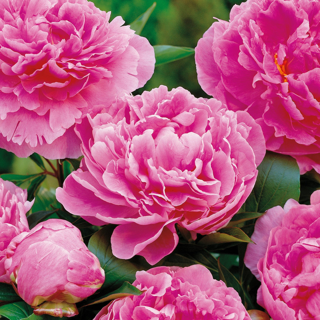 Pion 'Alexander Fleming'