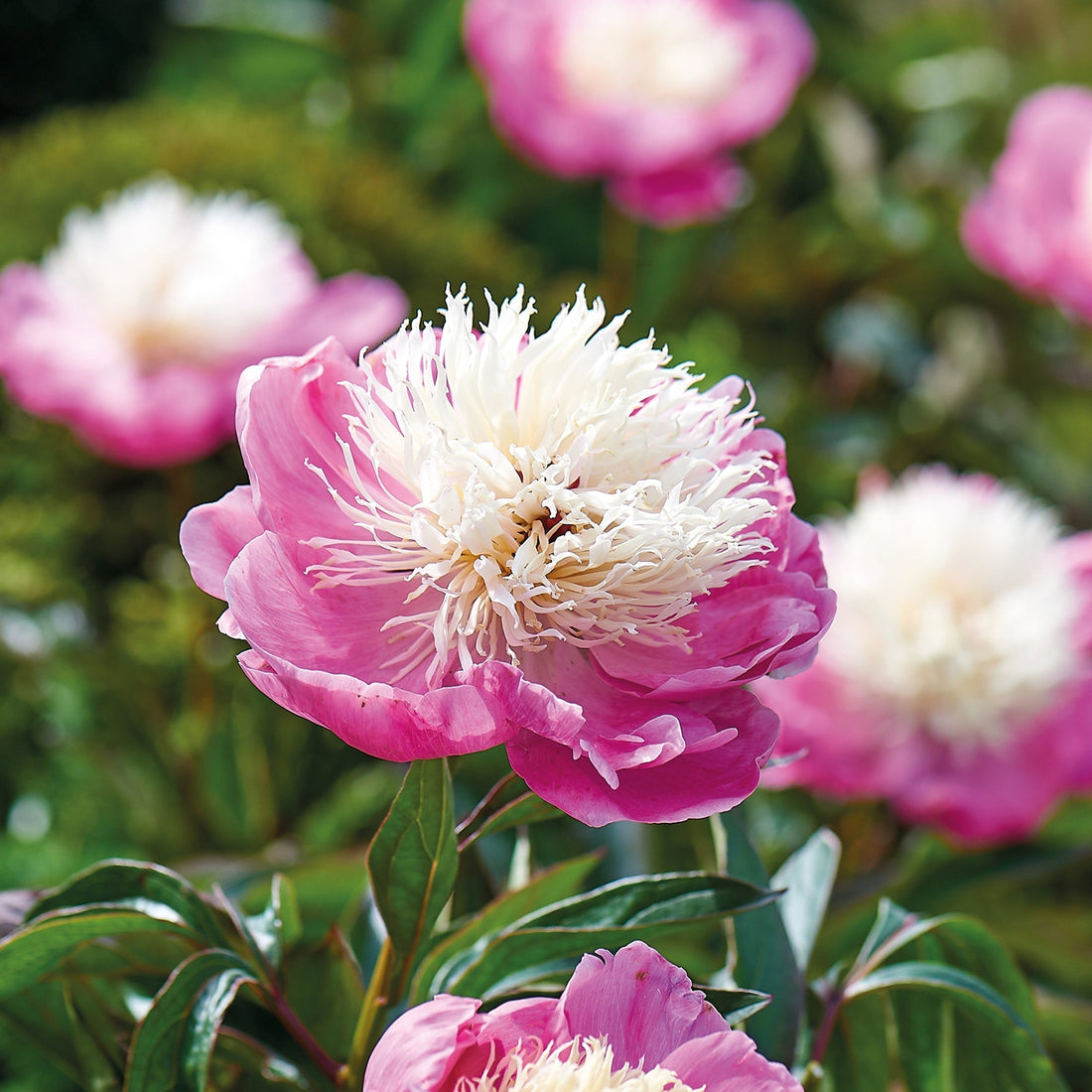 Pion 'Bowl of Beauty'