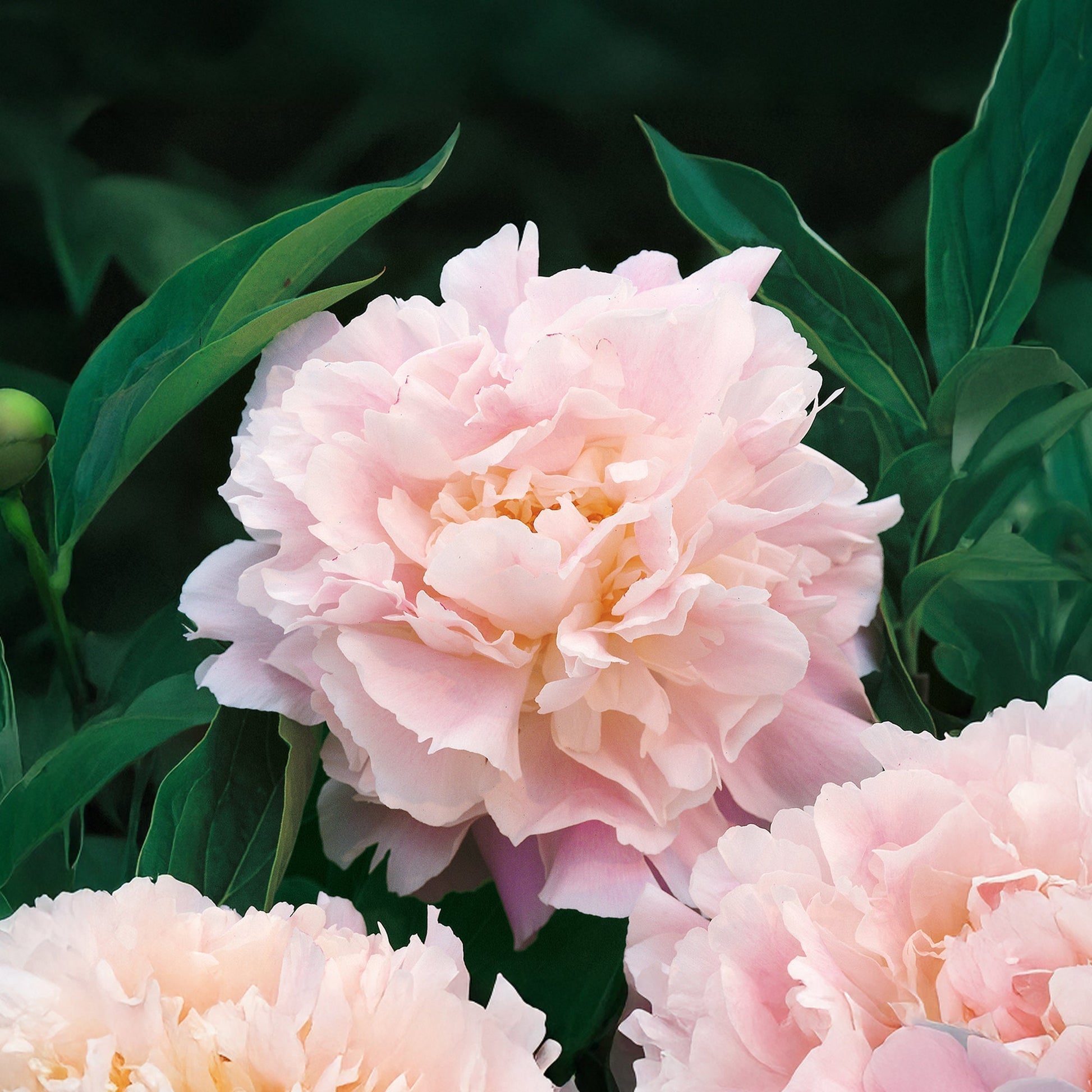 Pion 'Catherina Fontijn'