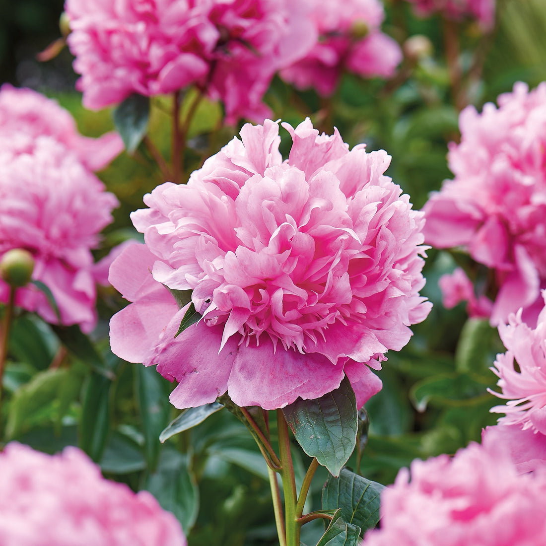 Pion 'Monsieur Jules Elié'