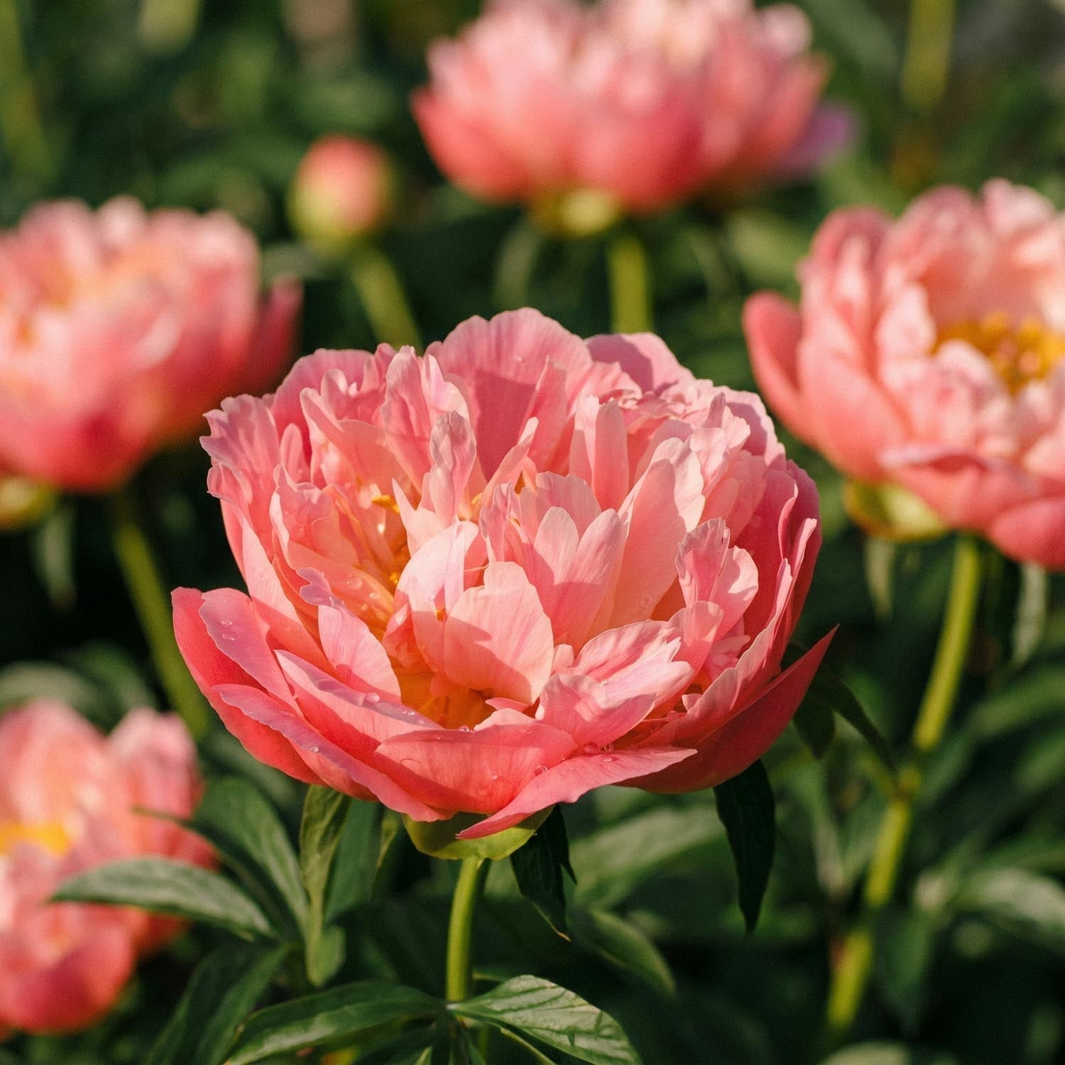Pion, Paeonia 'Coral Charm'