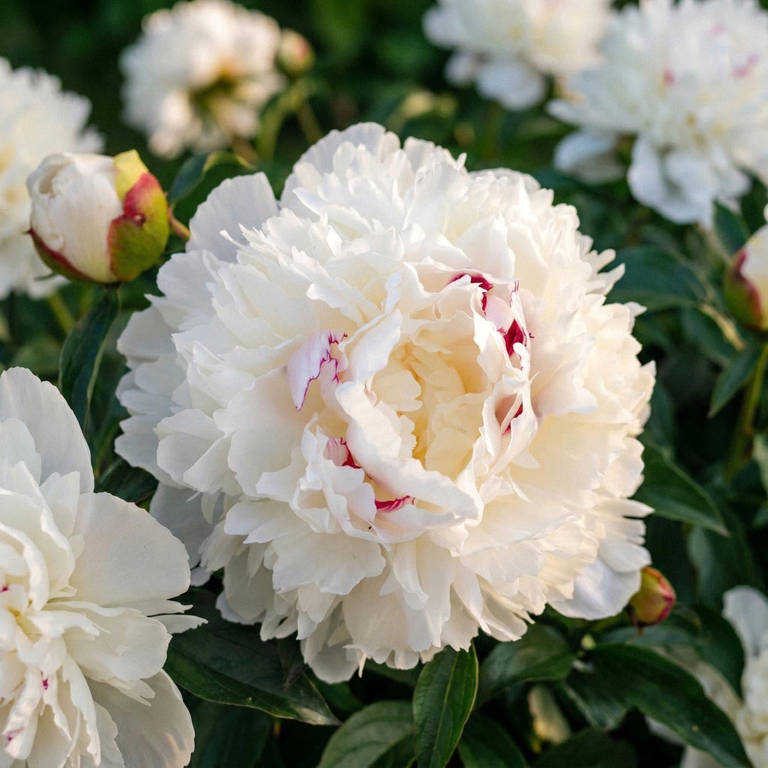 Pion, Paeonia 'Festiva Maxima'