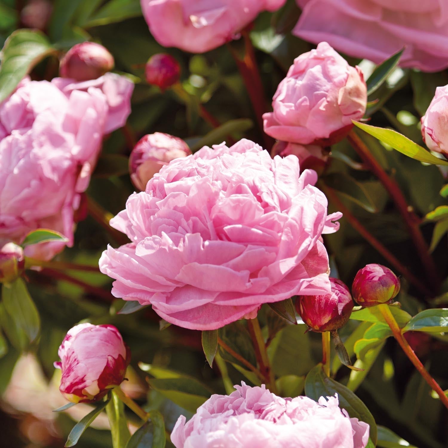 Pion, Paeonia 'Sarah Bernhardt'