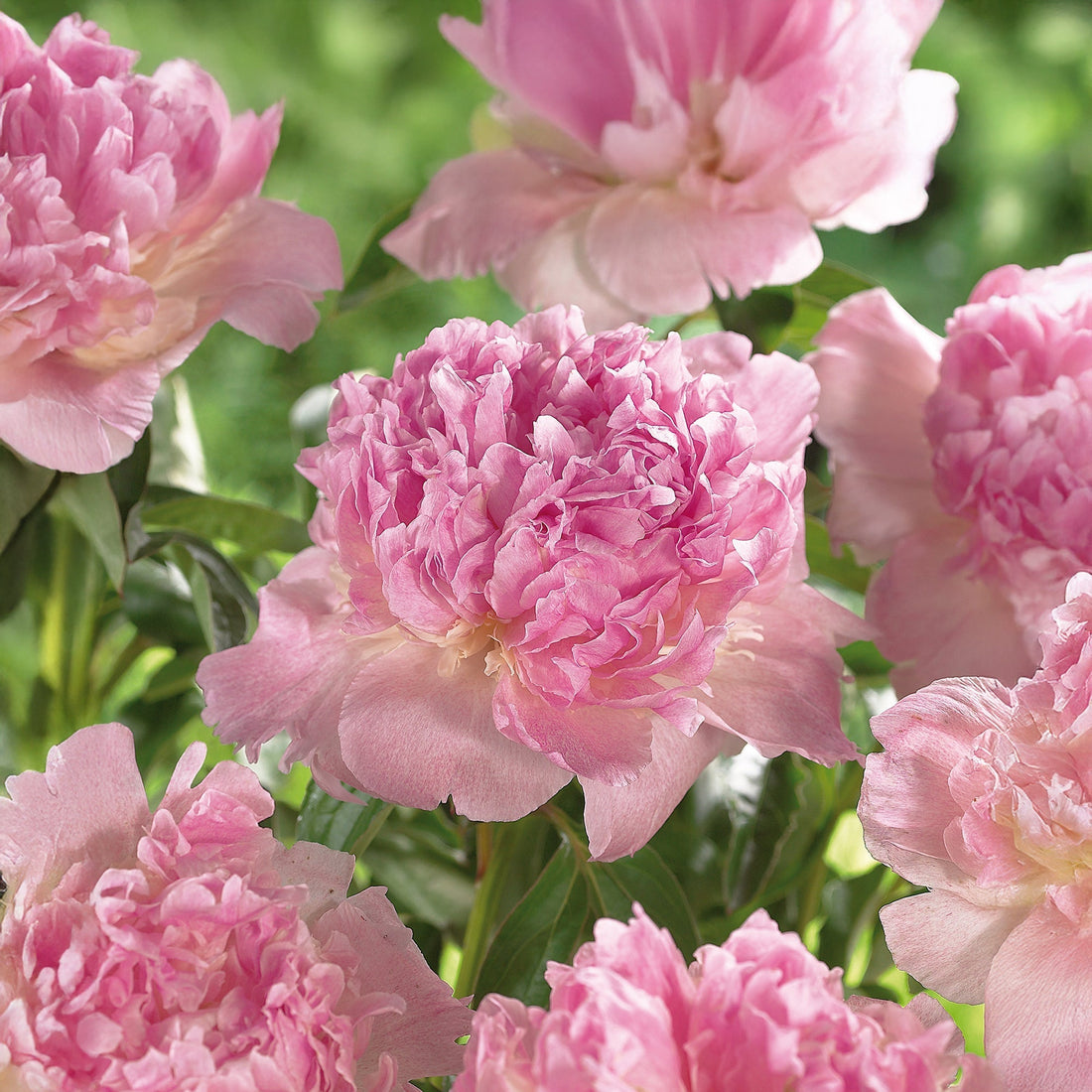 Pion 'Raspberry Sunday'