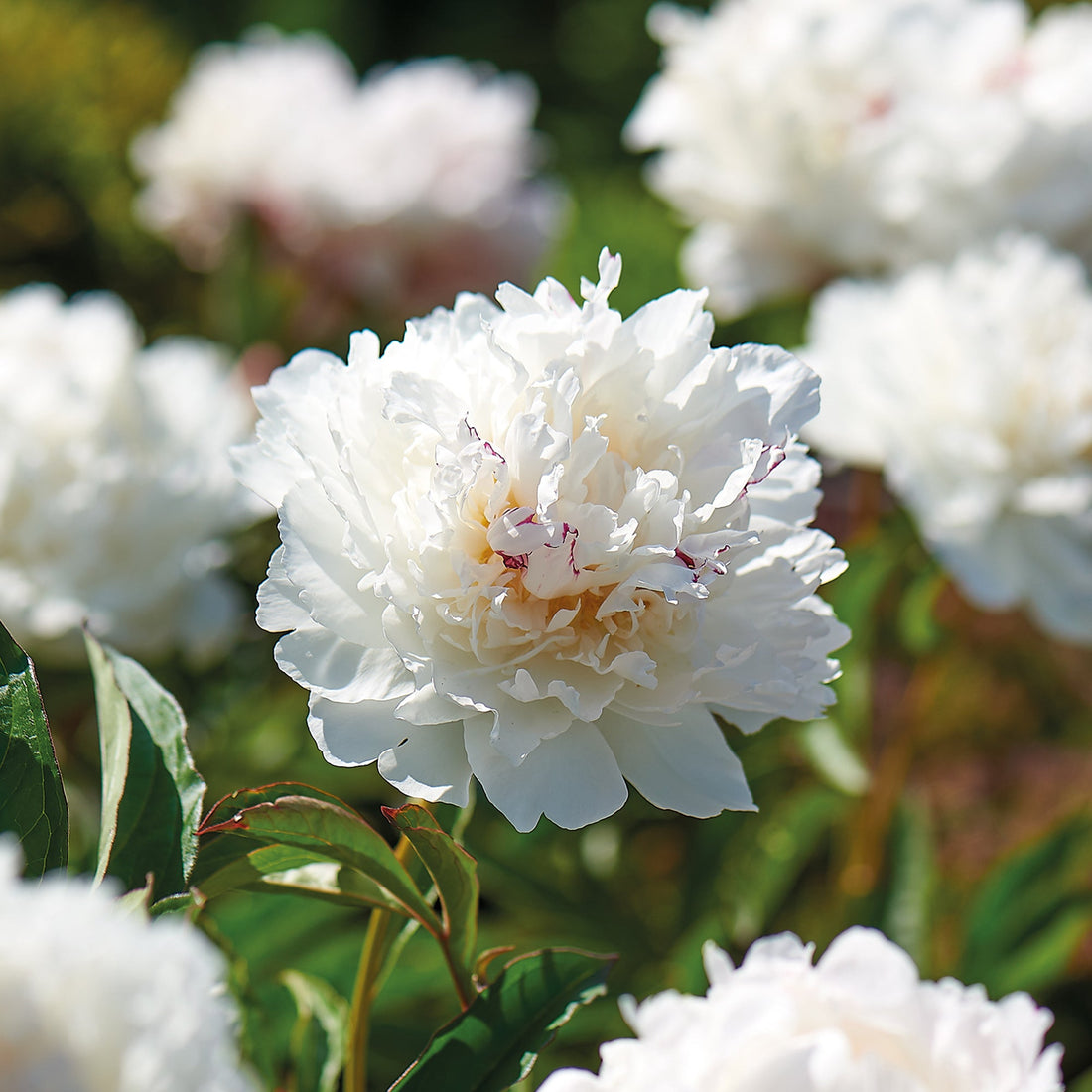 Pion 'Shirley Temple'