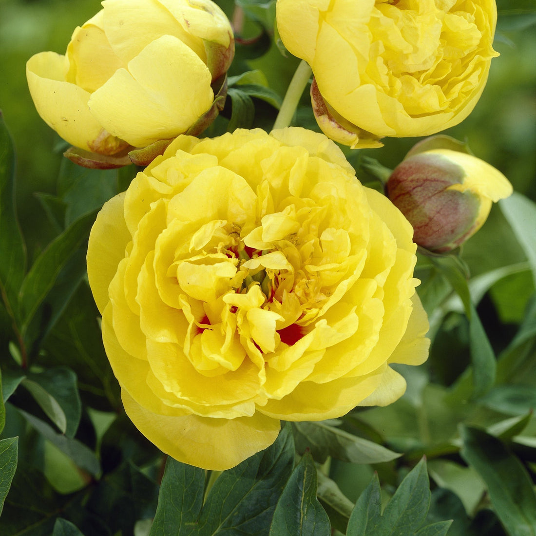 Pion 'Yellow Crown'