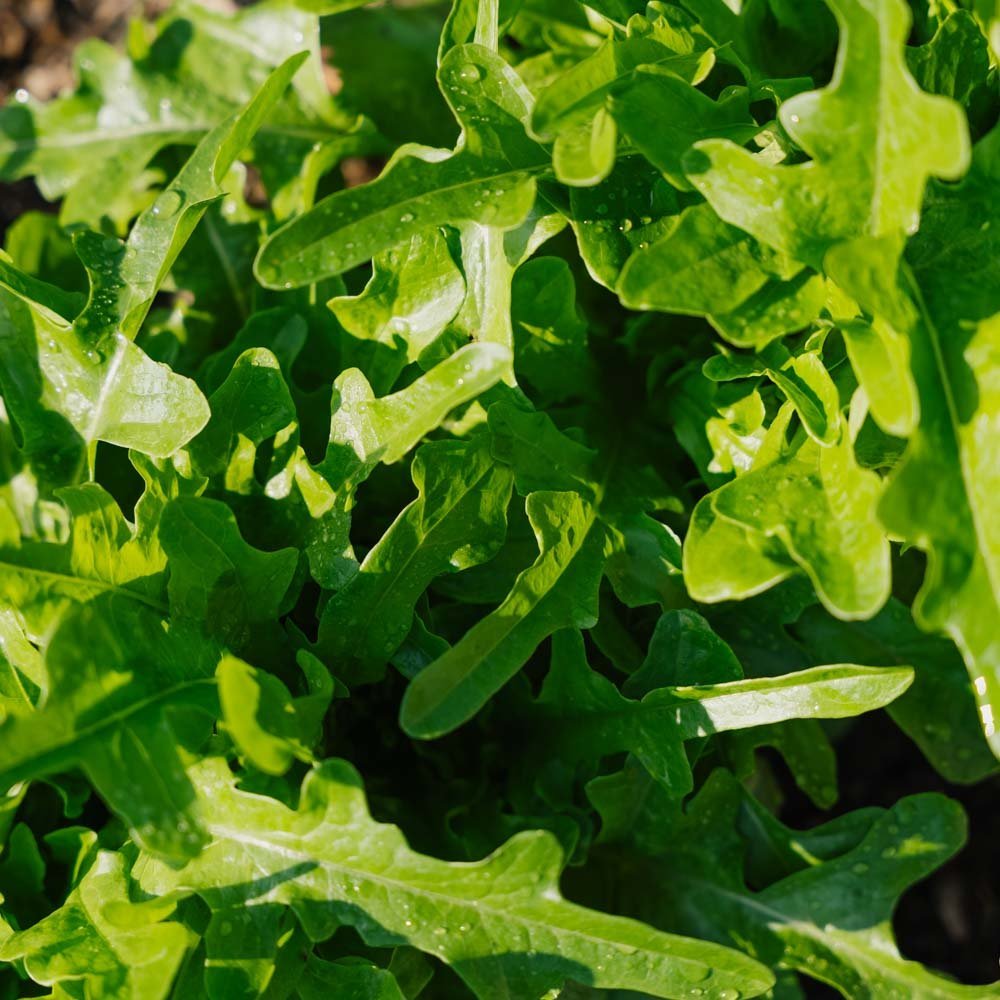 Plocksallat frö 'Catalogna' - 200 Ekologiska Frön