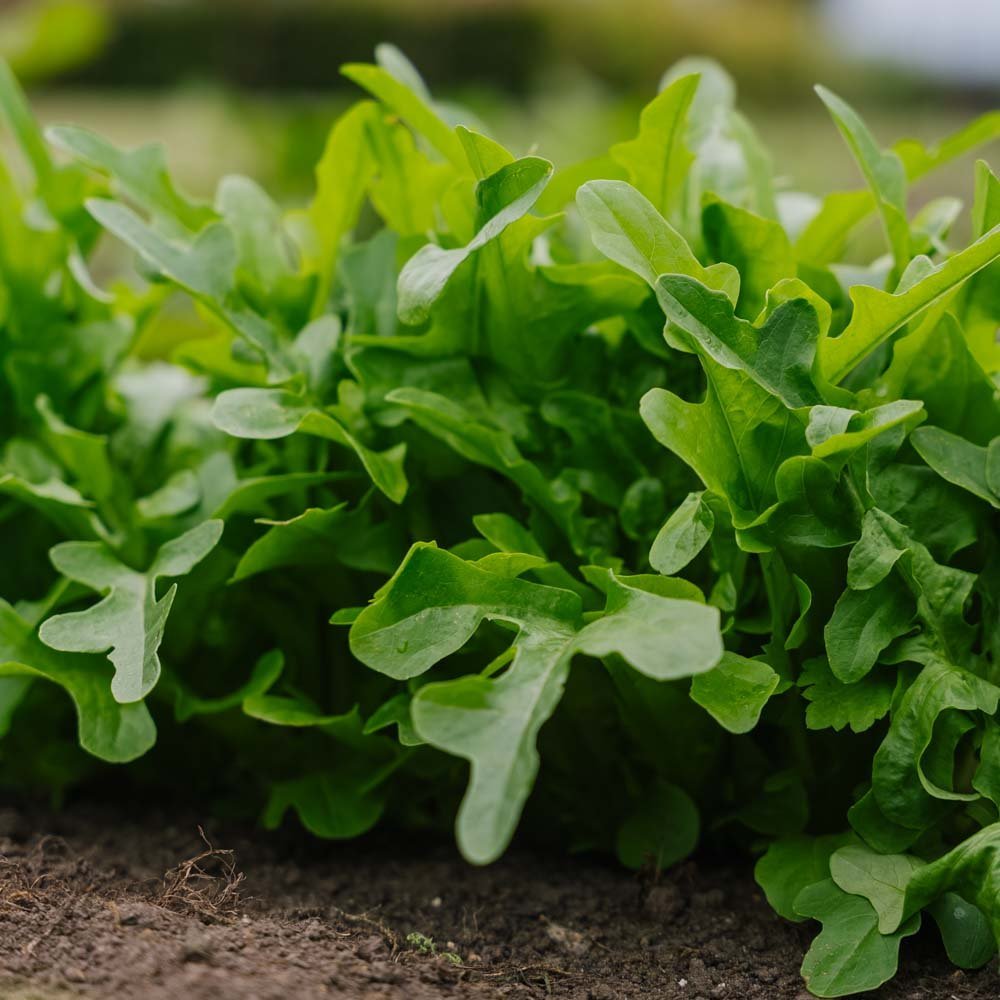 Plocksallat frö 'Catalogna' - 200 Ekologiska Frön