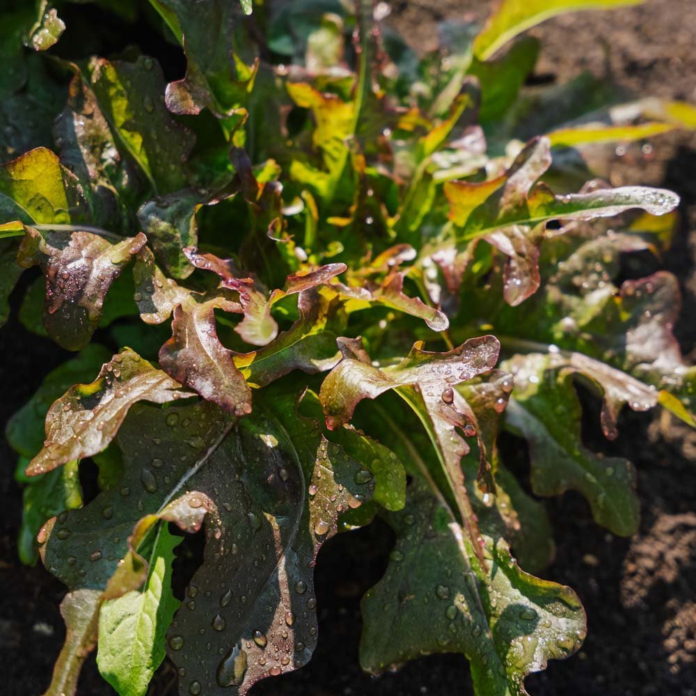 Plocksallat frö 'Cocarde' - 200 Ekologiska Frö