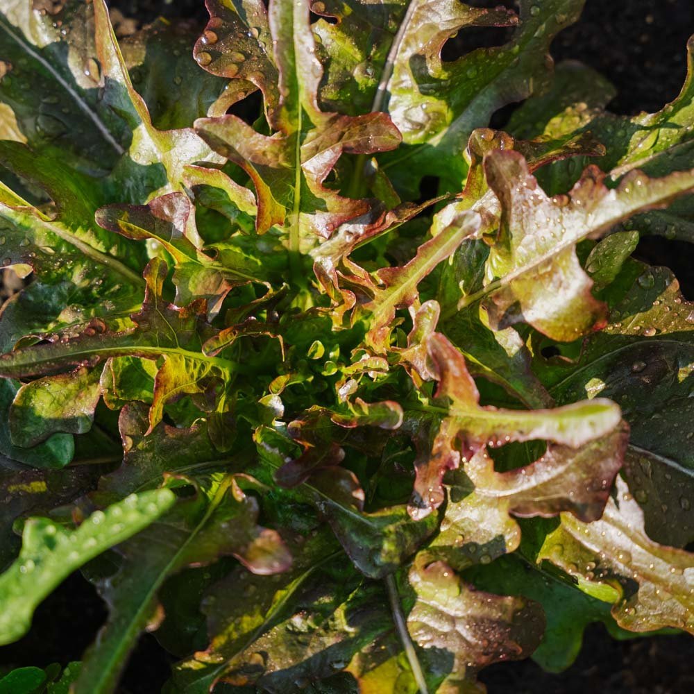 Plocksallat frö 'Cocarde' - 200 Ekologiska Frö