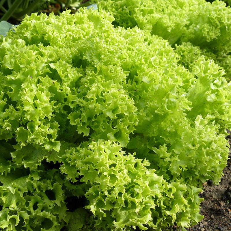 Plocksallat frö 'Lollo Bionda' - 200 Ekologiska Frö
